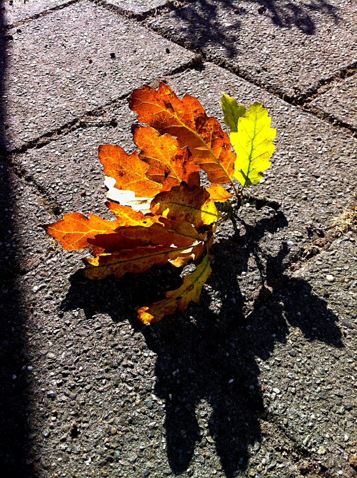 Branch colors season