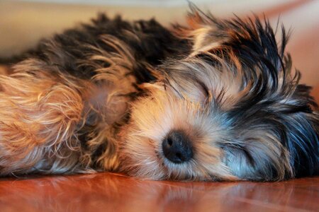 Sleeping dog yorkshire terrier puppy photo