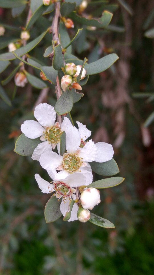 White plant green