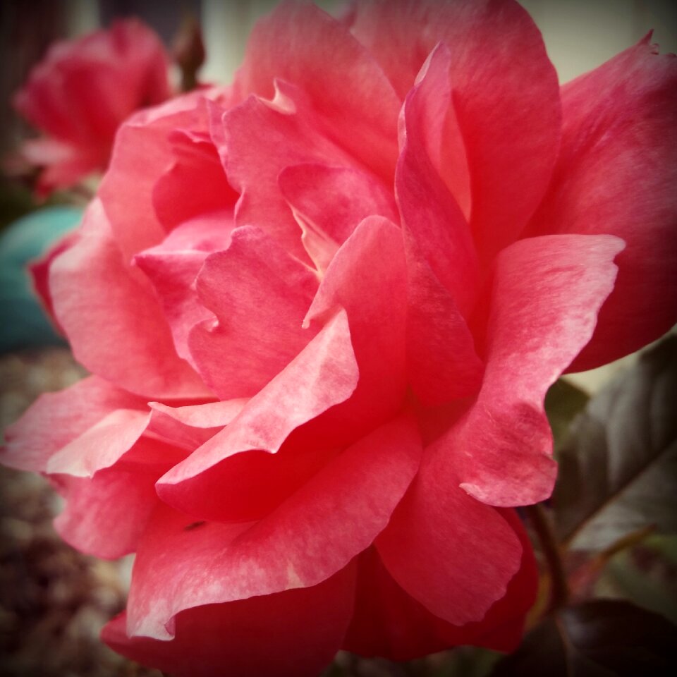 Flower red rose