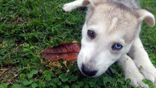 Dog young leaf photo