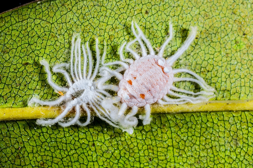 Pests journal infection macro