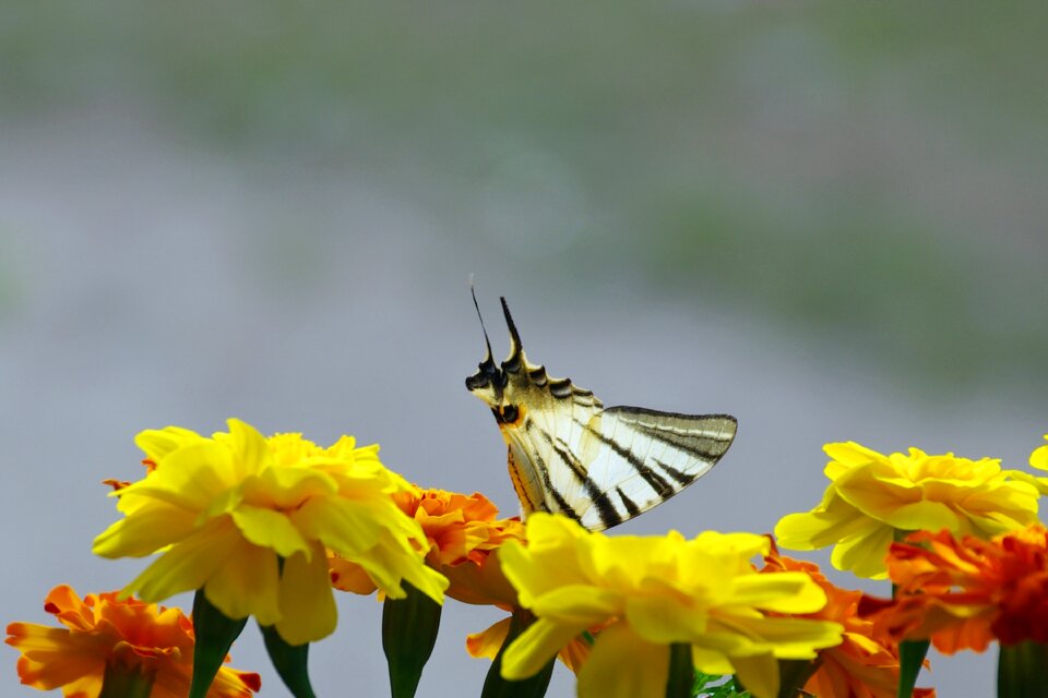 Marigold butterfly colors