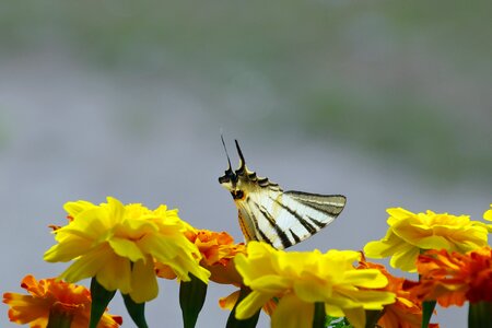 Marigold butterfly colors