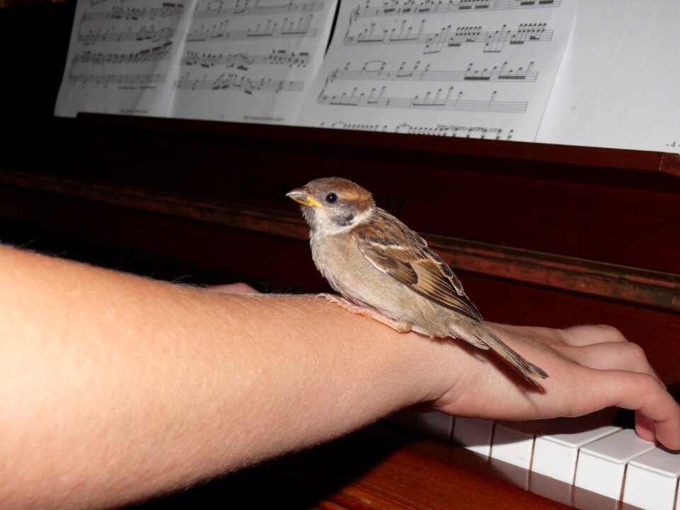 Animal gentle music