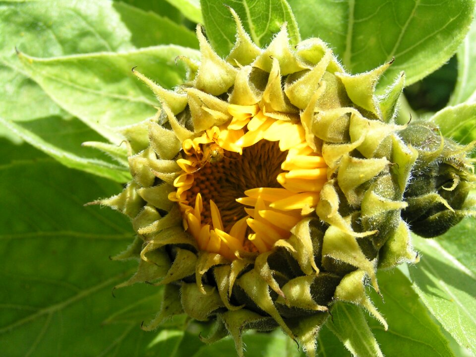 Yellow blossom bloom