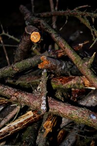 Nature macro old wood