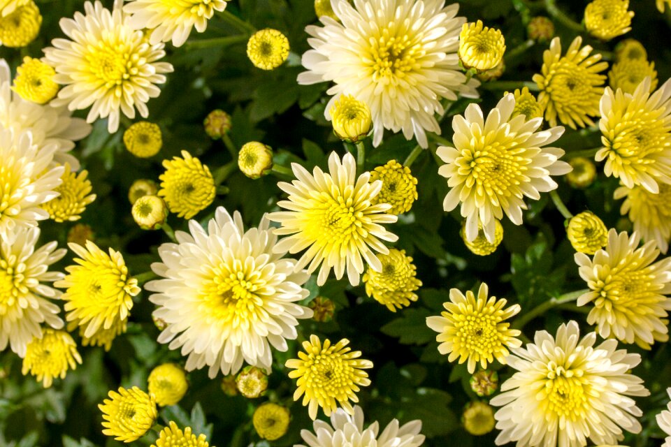 Garden plants autumn