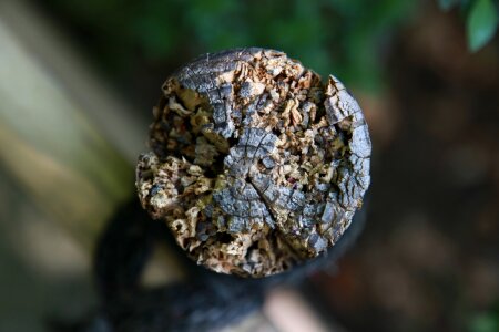 Log pattern texture
