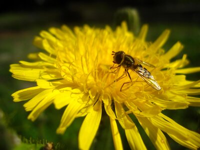 Nature summer pollen