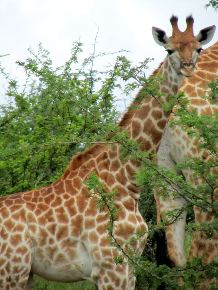 Giraffe animal fauna