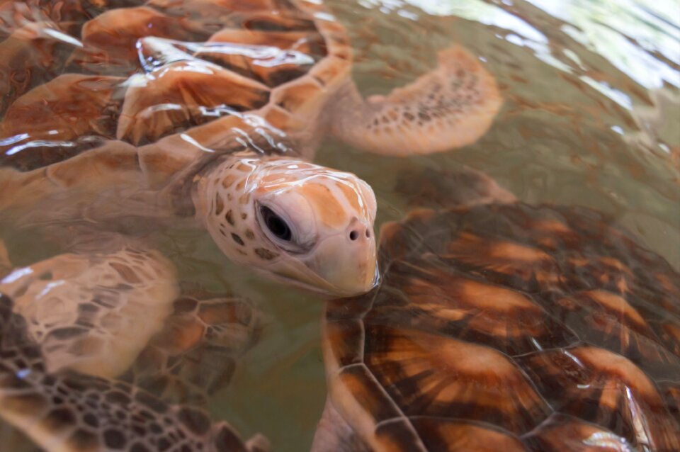 Sea turtle aquatic animal salt water animals