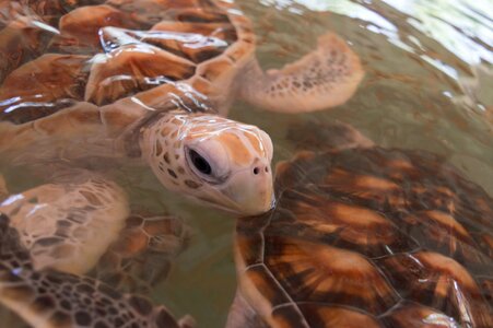 Sea turtle aquatic animal salt water animals