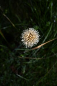 Nature hairy meadow photo