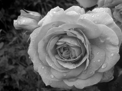 Flower petals