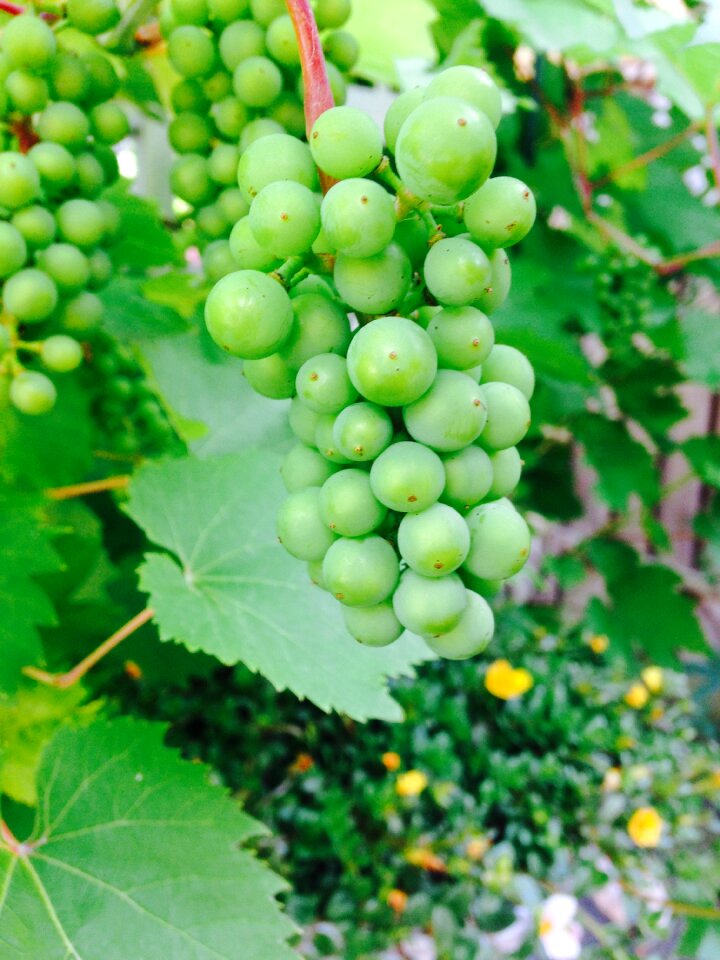 Grapes delicious summer