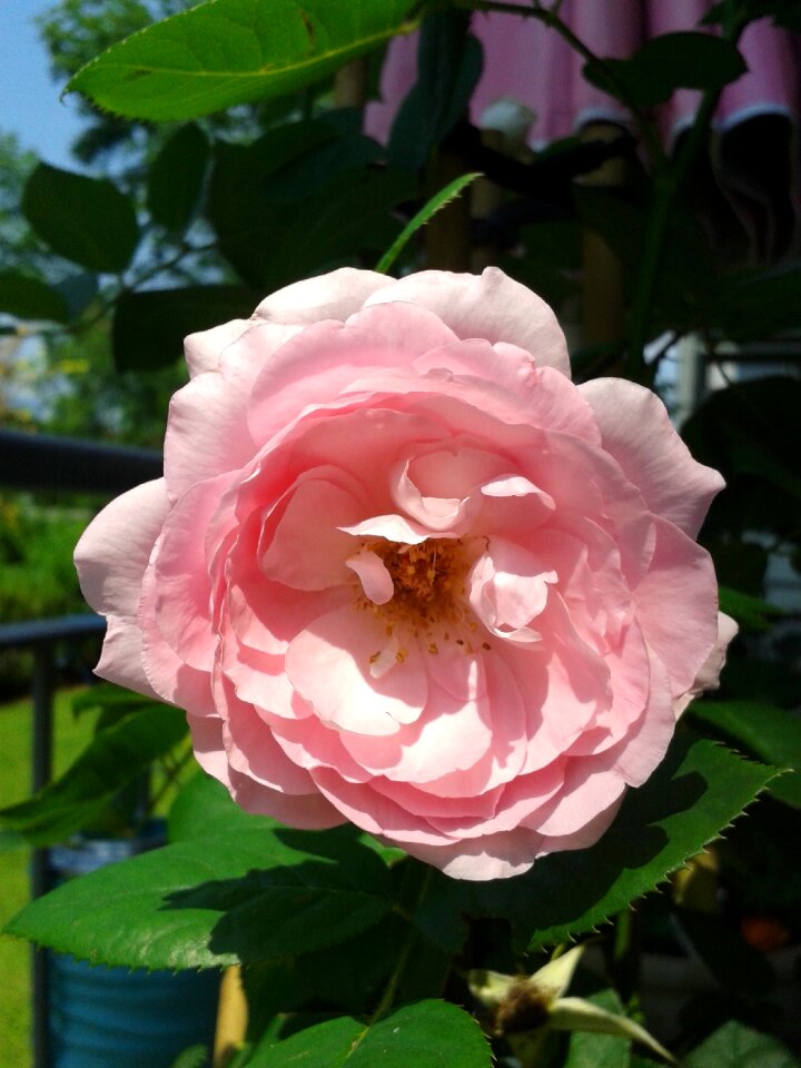 Valentine blossom