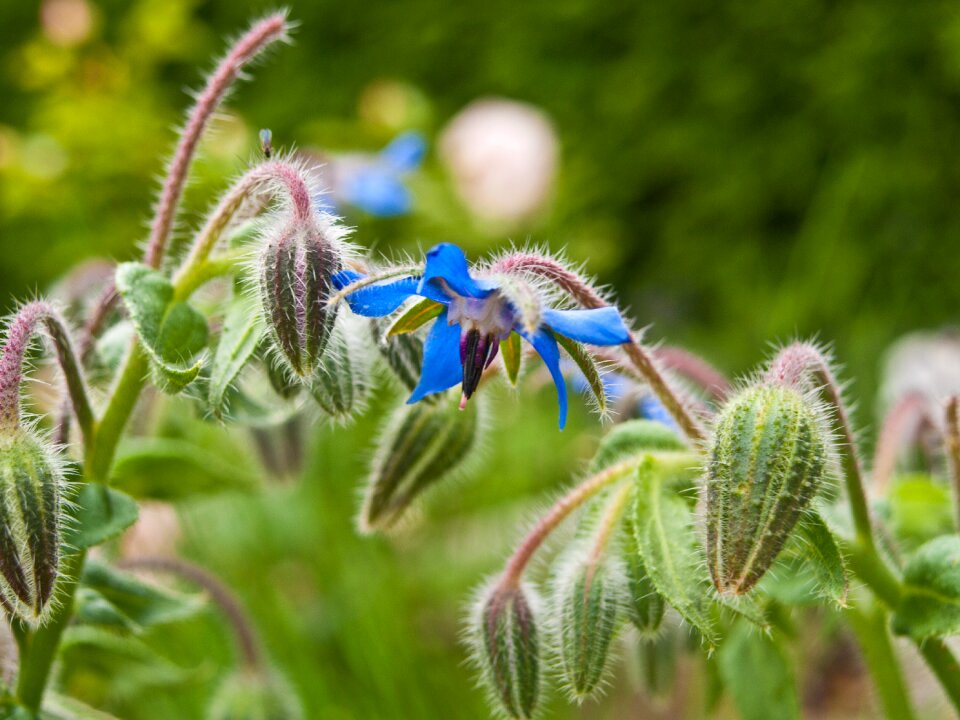 Herbs healthy culinary herbs