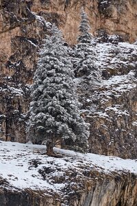 Snow landscape winter trees wintry photo