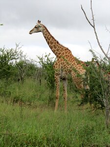 Animal fauna wildlife