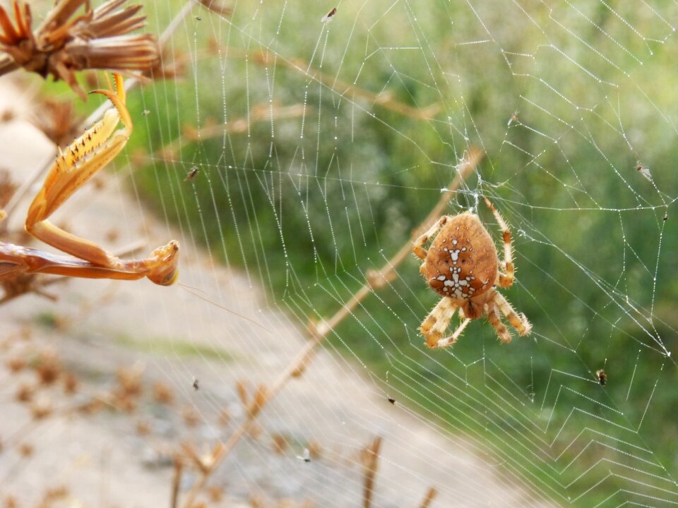 Araneus diadematus devouring an insect hunt