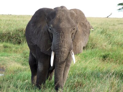Africa national park animal world