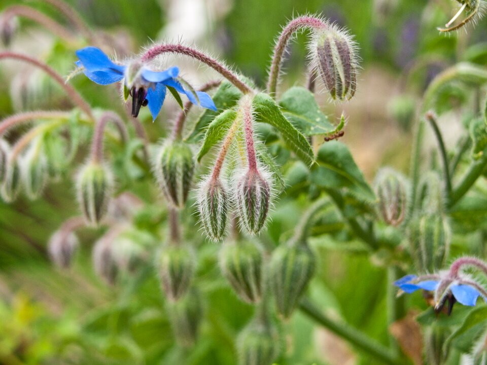 Herbs healthy culinary herbs