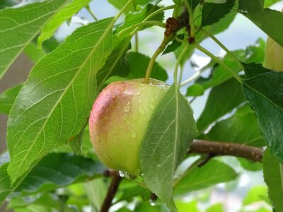South tyrol fruit tourism