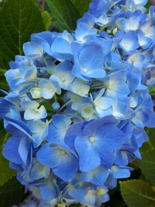 Blue plants shrubs