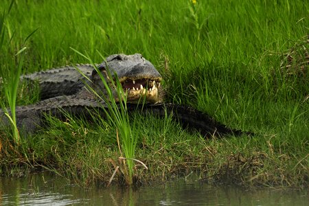 Wild nature animal