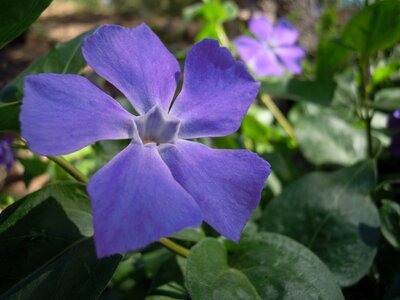 Flowers nature spring