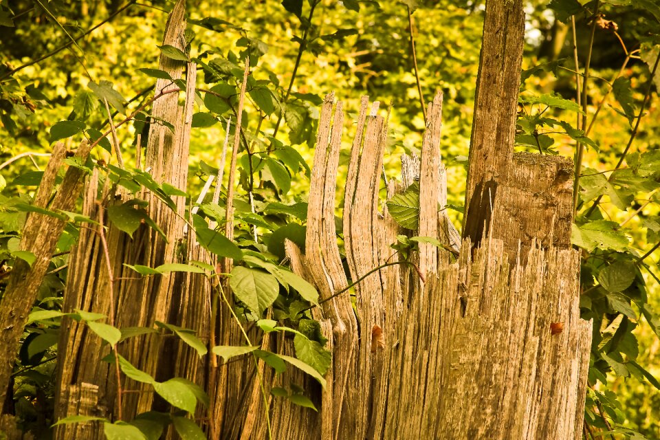 Forest gnarled wood