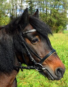Ride horse pleasure horse