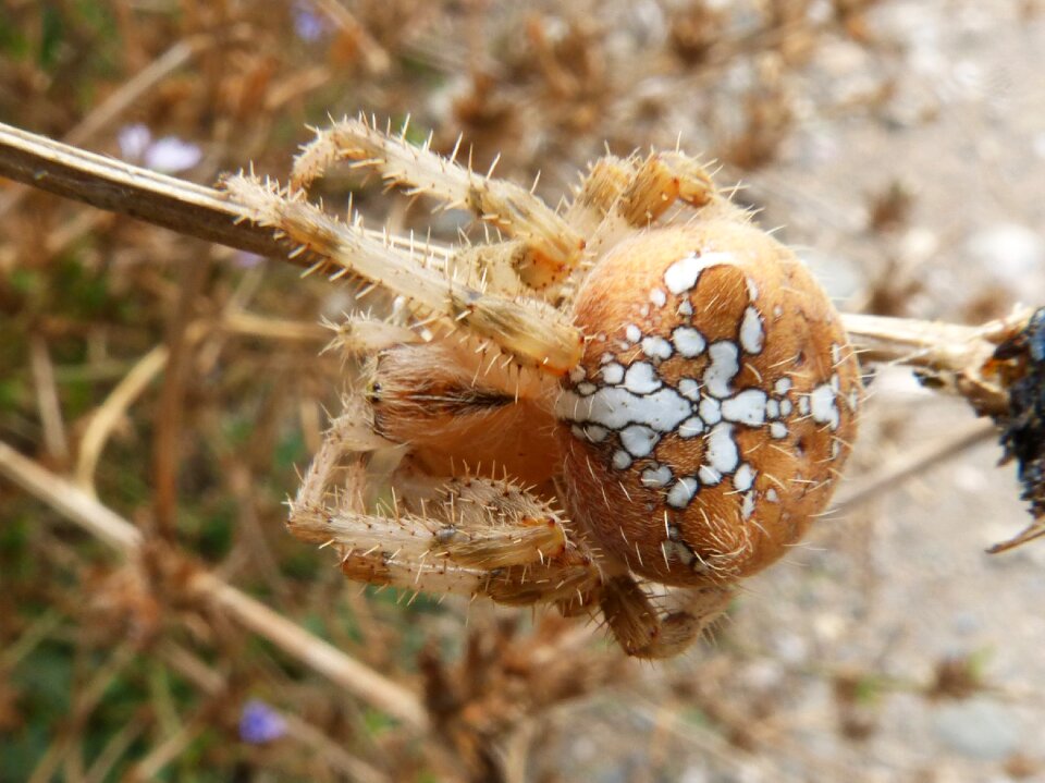 Araneus diadematus european garden spider cross spider