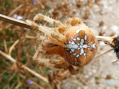 Araneus diadematus european garden spider cross spider photo