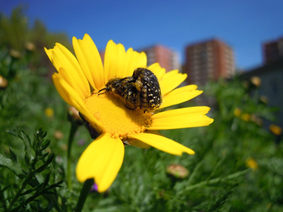 Flowers spring bichito