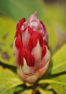 Evergreen spring bloom