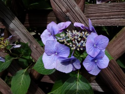 Hydrangea spec tree hydrangea violet