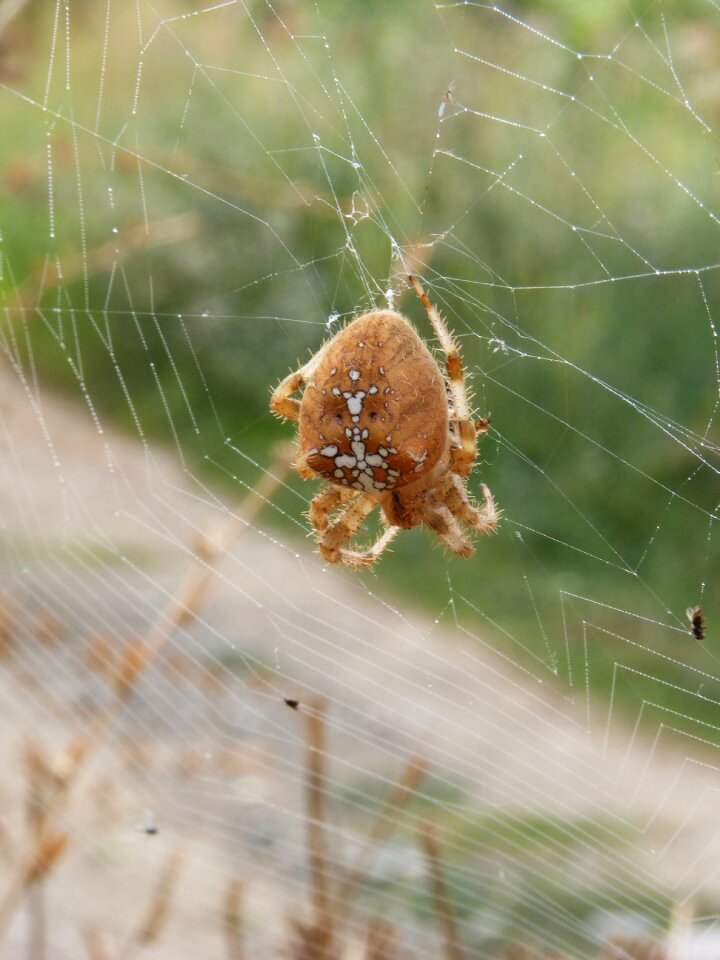 Devouring an insect hunt european garden spider