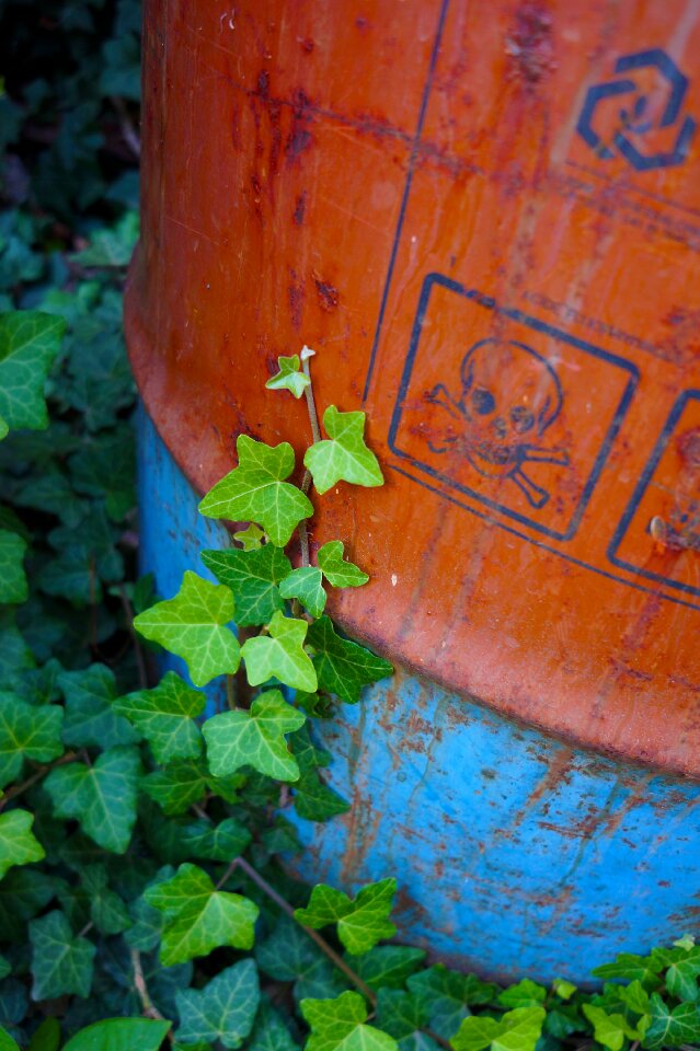 Amber plant green