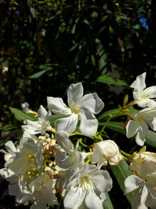 Italy park bush
