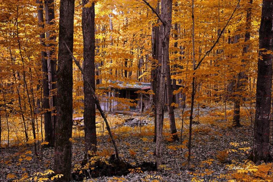 Trees nature landscape
