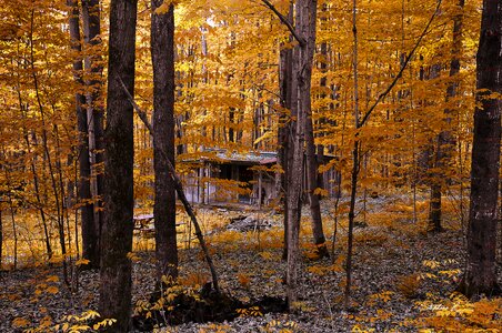 Trees nature landscape photo