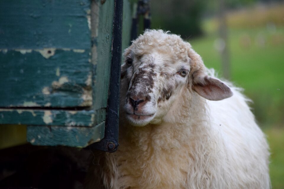 Animal wool nature
