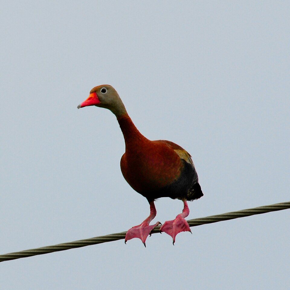 Waterfowl bird whistling-duck