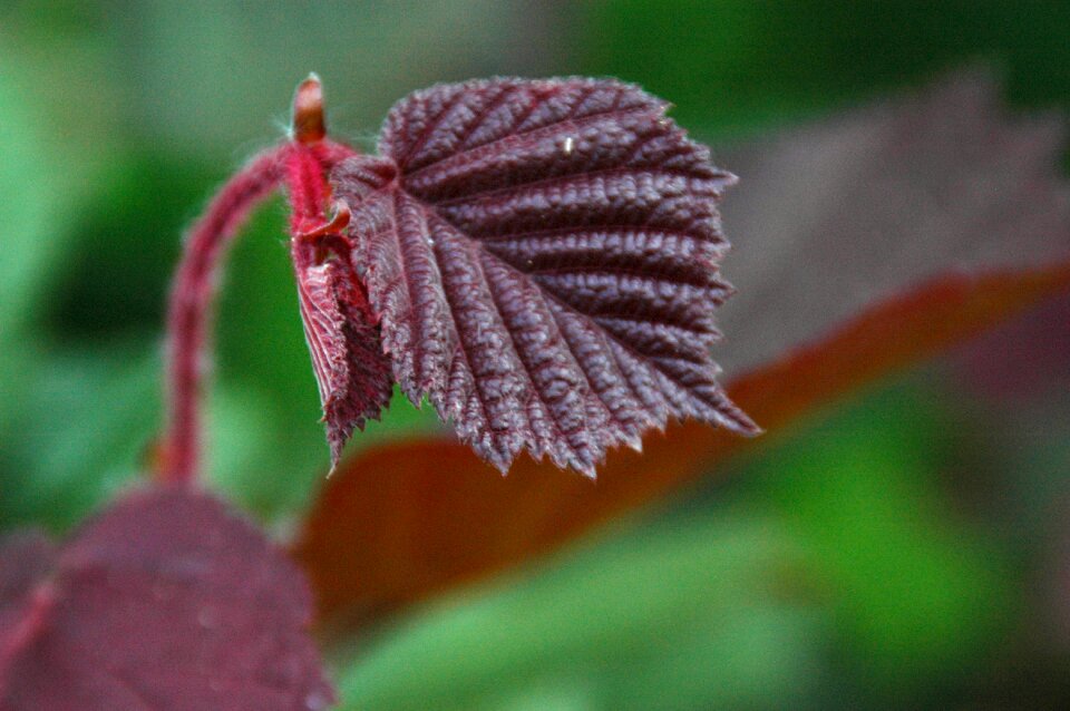 Leaves hazelnut leaf red