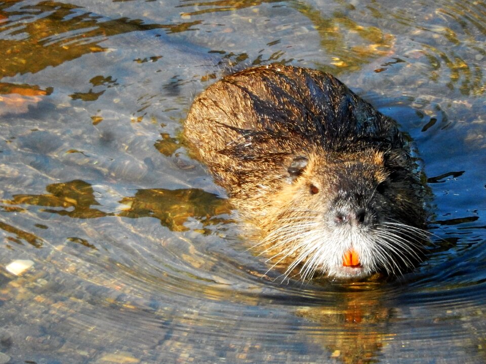 Nutria water rat pond