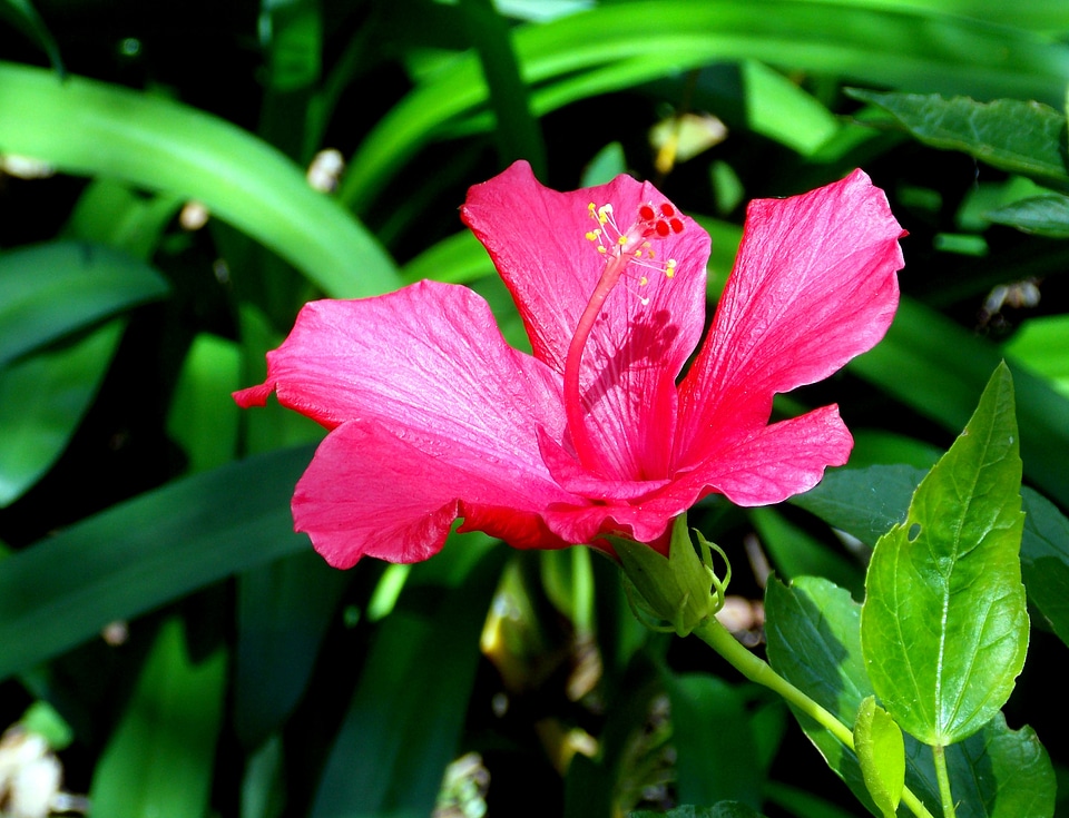 Bloom mallow marshmallow