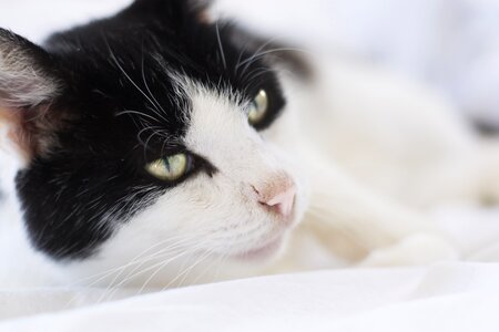 Animal lover house cat sweet