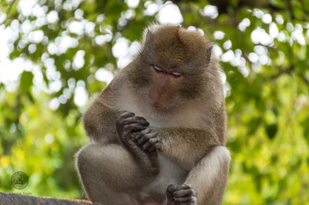 Mammal thailand persistent